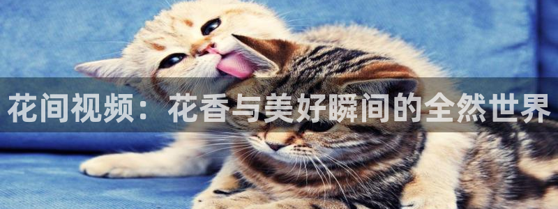 星空影视,